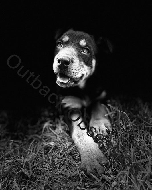 Kelpie Pup Canvas Black and White